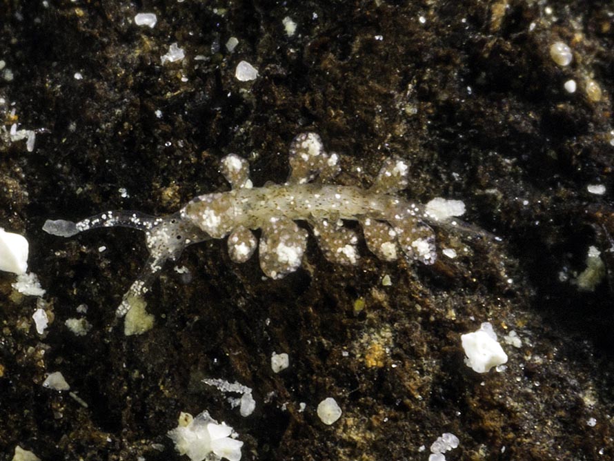 Hermaea sp. D